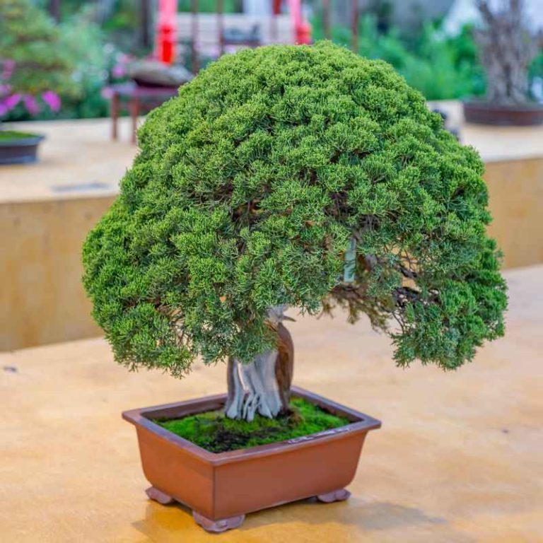 How Much Money Can You Make Selling Bonsai Trees Online?