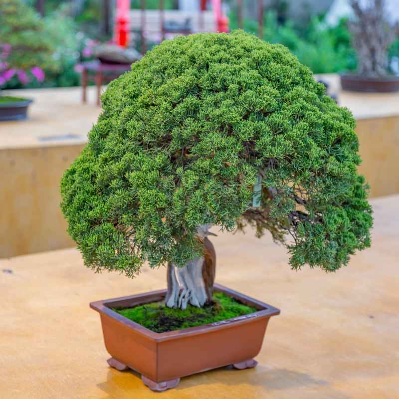 How Much Money Can You Make Selling Bonsai Trees Online?