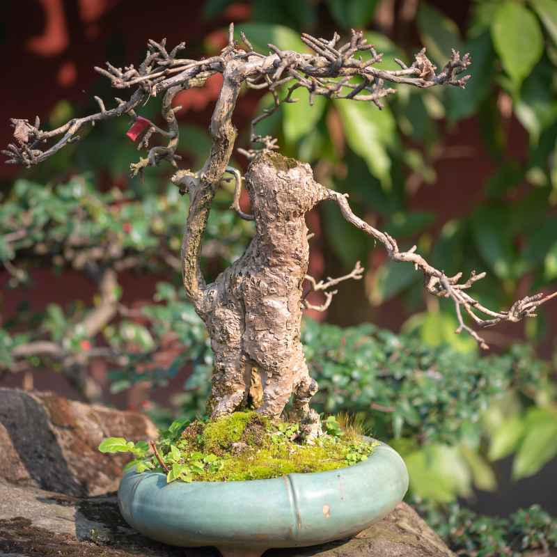 How To Encourage Root Growth Further Up A Bonsai Trunk