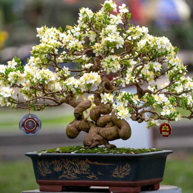 How To Grow Bonsai Trees From Seed Like A Pro Gardener