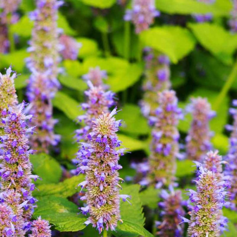 How To Grow Hyssop Plants