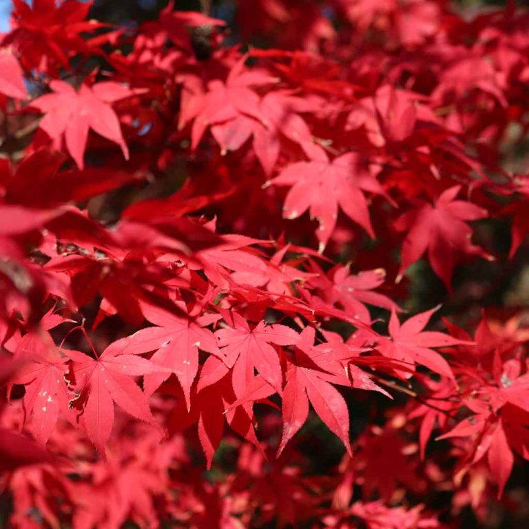 How To Plant And Care For Japanese Maples Like A Pro