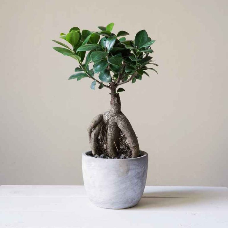 How To Stratify A Ginseng Banyan Bonsai Tree Seed Correctly