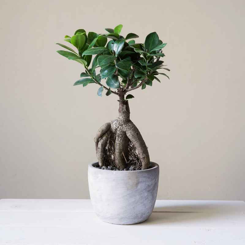 How To Stratify A Ginseng Banyan Bonsai Tree Seed Correctly