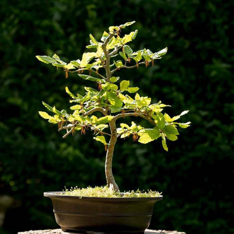 How To Tell If You Are Overwatering Your Dwarf Jade BonsaiHow To Tell If You Are Overwatering Your Dwarf Jade Bonsai