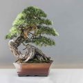 How To Train Thunderhead Black Pine As A Landscape Bonsai