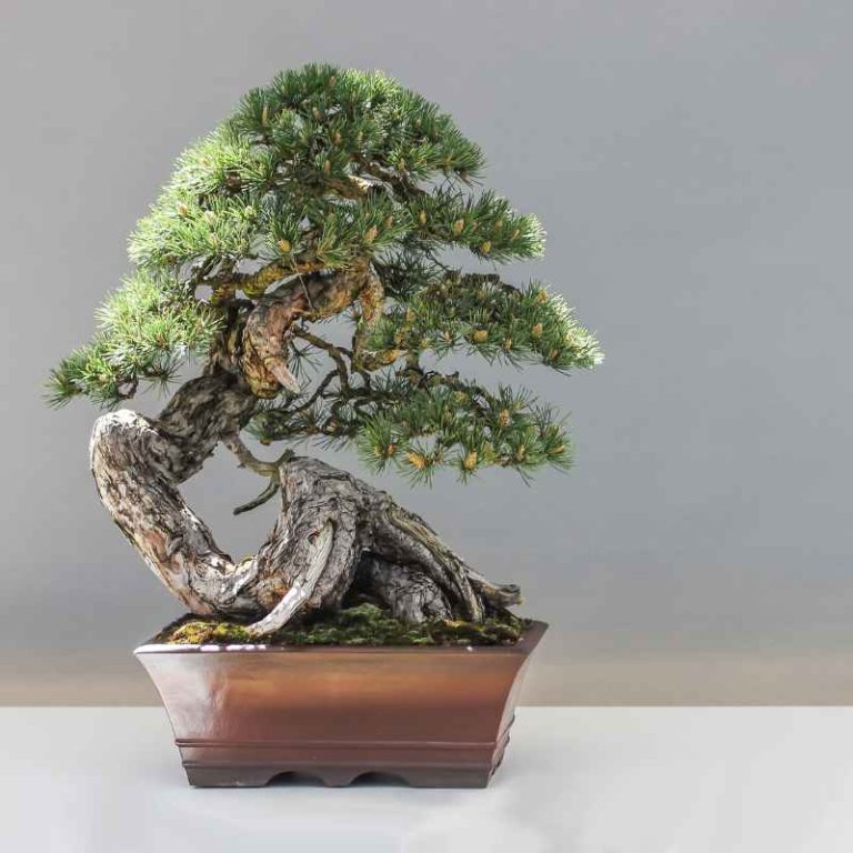 How To Train Thunderhead Black Pine As A Landscape Bonsai