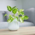 How to Care for Air-Purifying Plants Easily