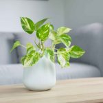 How to Care for Air-Purifying Plants Easily