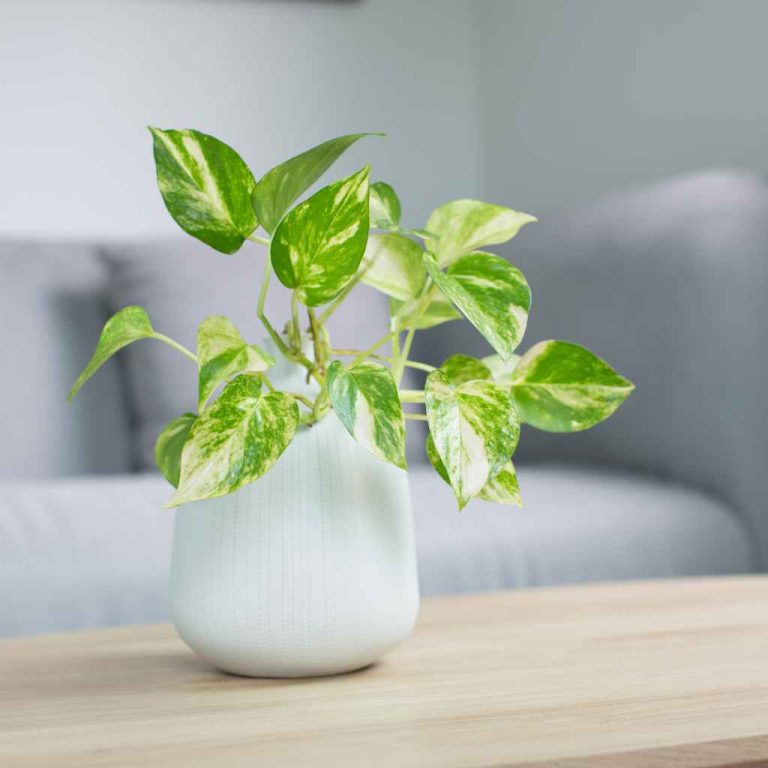 How to Care for Air-Purifying Plants Easily