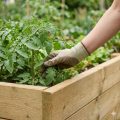 Is It Safe To Use Treated Pine For Vegetable Gardens
