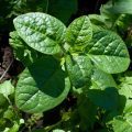 Is Malabar Spinach Safe In Maryland Vegetable Gardens?