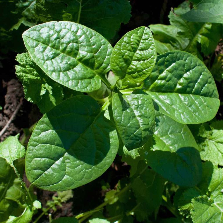 Is Malabar Spinach Safe In Maryland Vegetable Gardens?