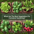 What Are The Best Vegetables For Container Gardening?