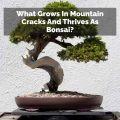 What Grows In Mountain Cracks And Thrives As Bonsai