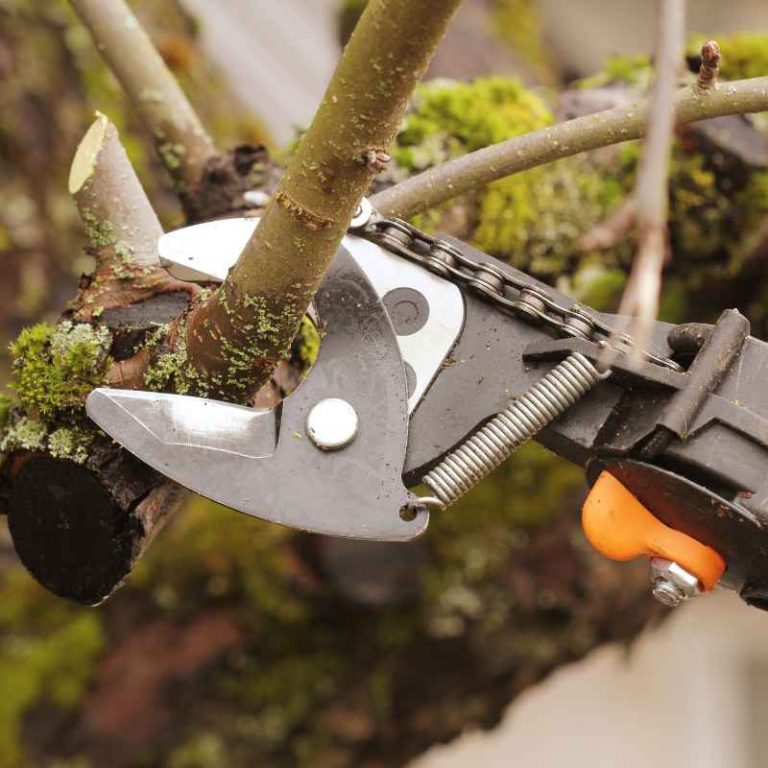 What Is The Best Size For All-Purpose Bonsai Trimming Shears?