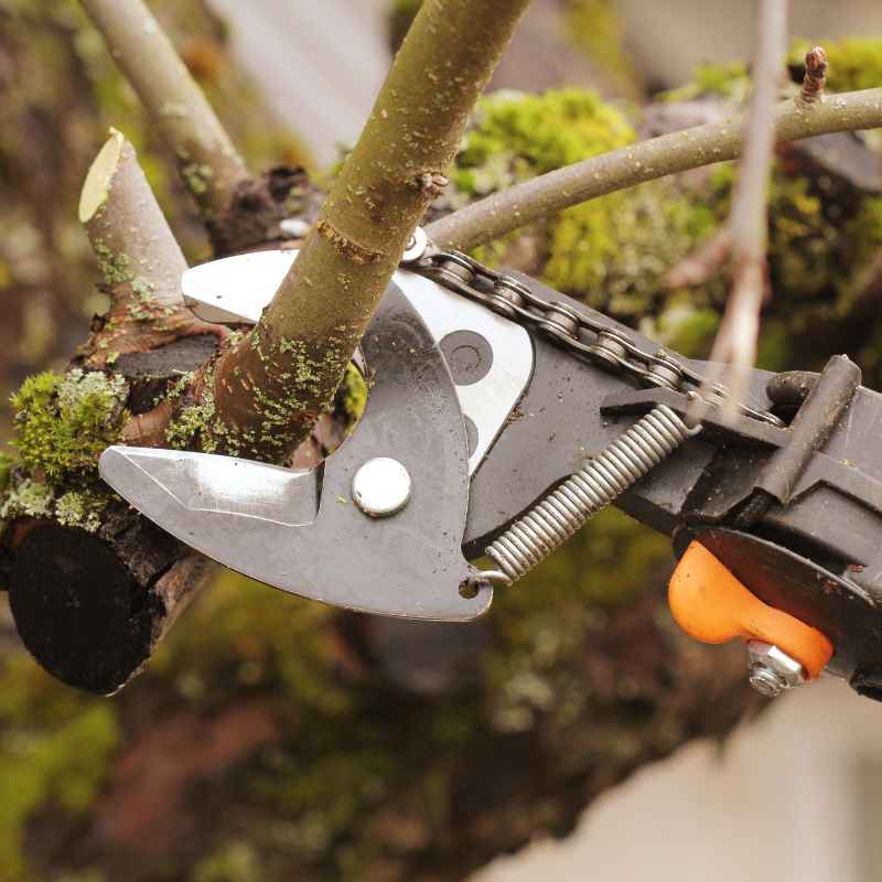 What Is The Best Size For All-Purpose Bonsai Trimming Shears?