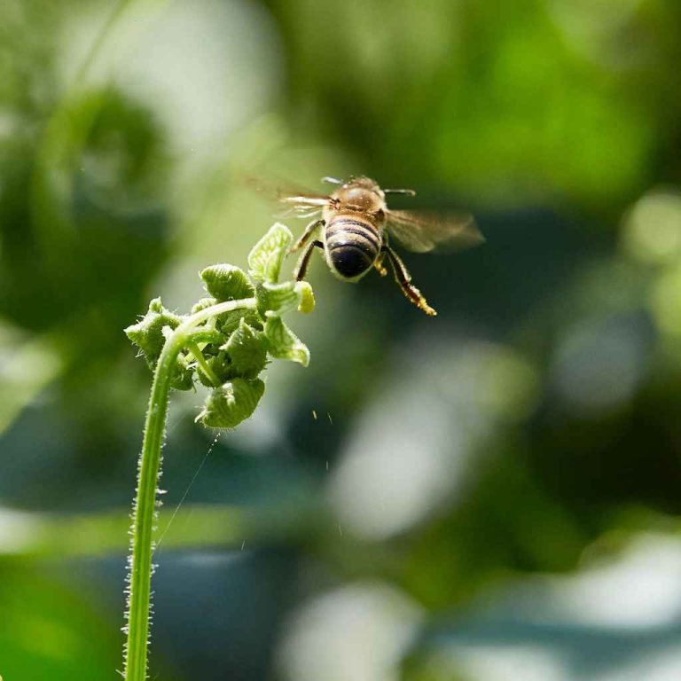 What Kind Of Flying Insect Attacks Vegetable Gardens