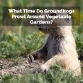 What Time Do Groundhogs Prowl Around Vegetable Gardens