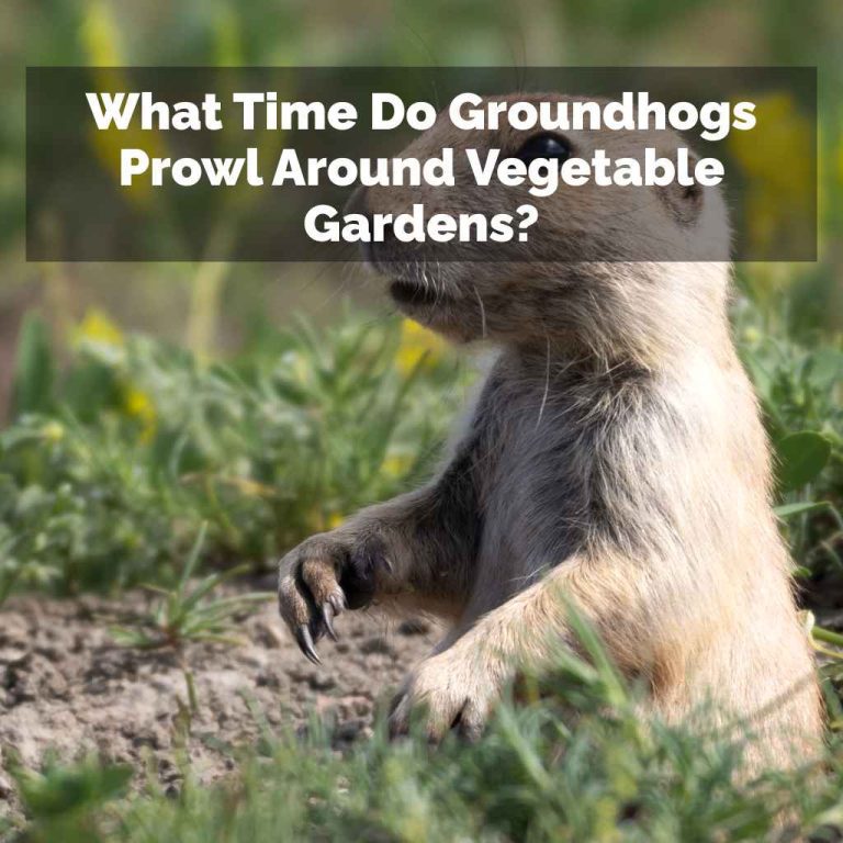 What Time Do Groundhogs Prowl Around Vegetable Gardens