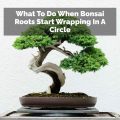What To Do When Bonsai Roots Start Wrapping In A Circle