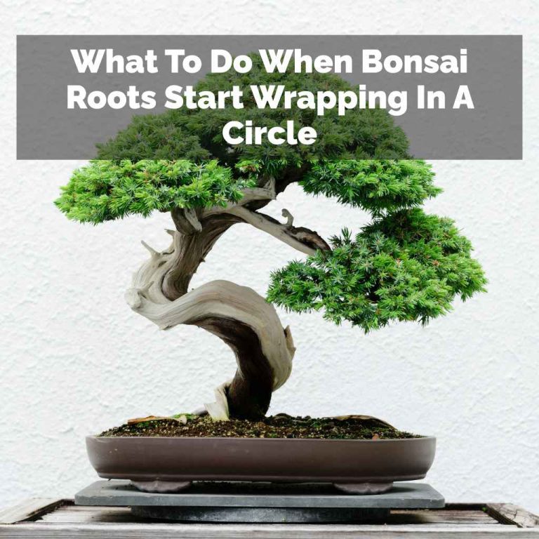 What To Do When Bonsai Roots Start Wrapping In A Circle