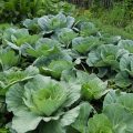 What Vegetables Are Currently Growing In Broward County Gardens?