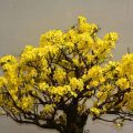What Yellow Leaves On Brussels Bonsai Mean