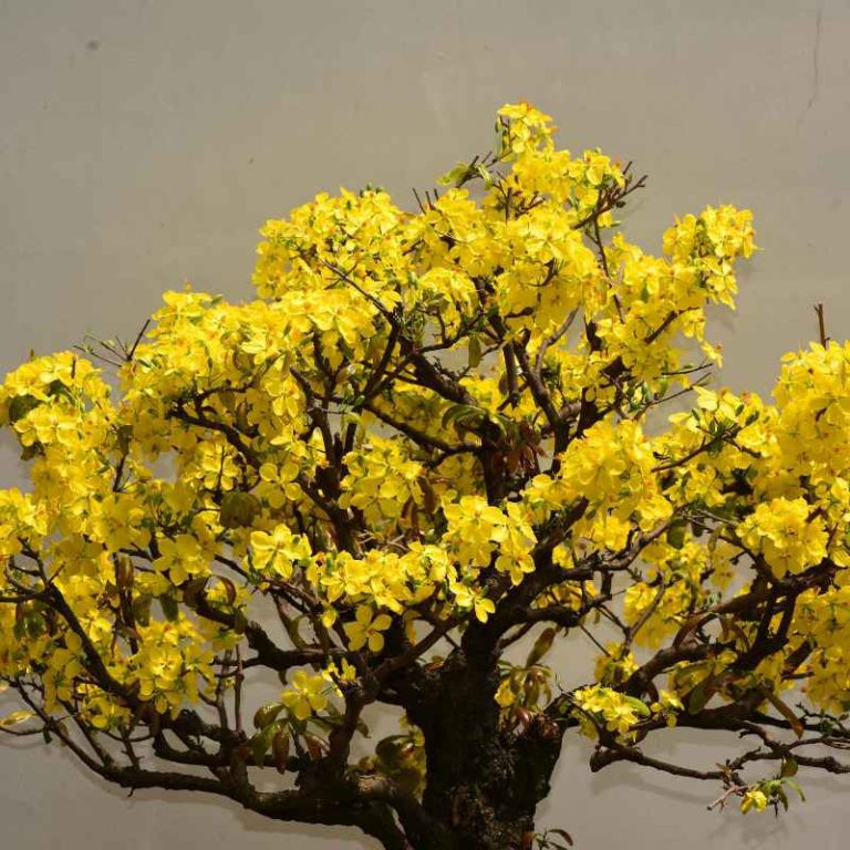 What Yellow Leaves On Brussels Bonsai Mean