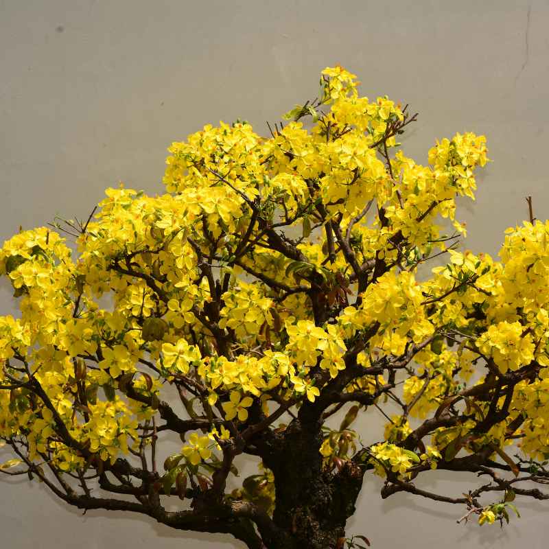 What Yellow Leaves On Brussels Bonsai Mean