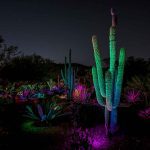 When Does Electric Desert Happen At The Botanical Gardens?