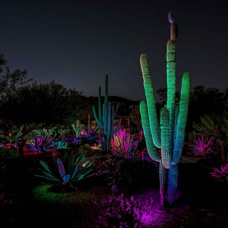 When Does Electric Desert Happen At The Botanical Gardens?