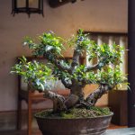 Where Are Bonsai Trees In Denver Botanical Gardens Located