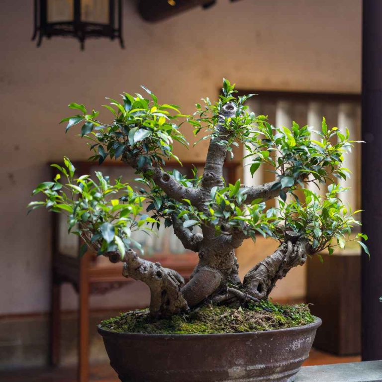 Where Are Bonsai Trees In Denver Botanical Gardens Located
