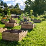 Where To Buy Large Bulb Planting Boxes For Gardening