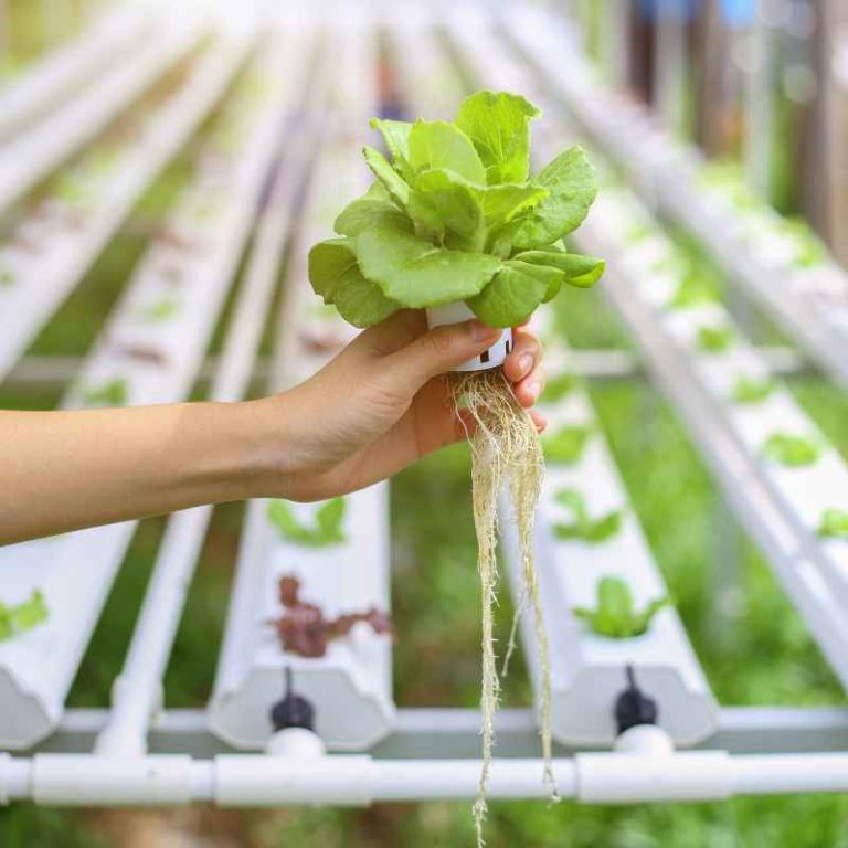 Which Gardening Method Grows Plants Without Soil