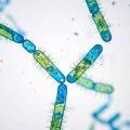 Which Organisms Are Prokaryotes