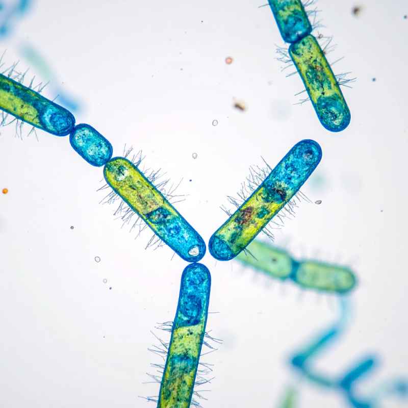 Which Organisms Are Prokaryotes