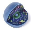 Which Plant Cell Organelle Contains Its Own Dna & Ribosomes?