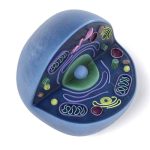 Which Plant Cell Organelle Contains Its Own Dna & Ribosomes?