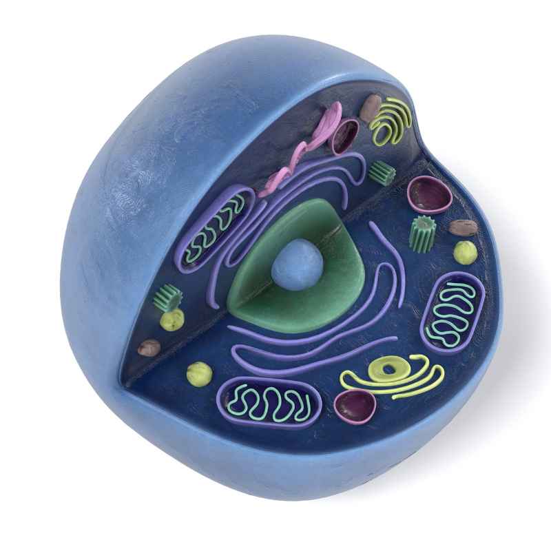 Which Plant Cell Organelle Contains Its Own Dna & Ribosomes?
