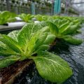 Which Plant Nutrients Do Not Cause Water Pollution