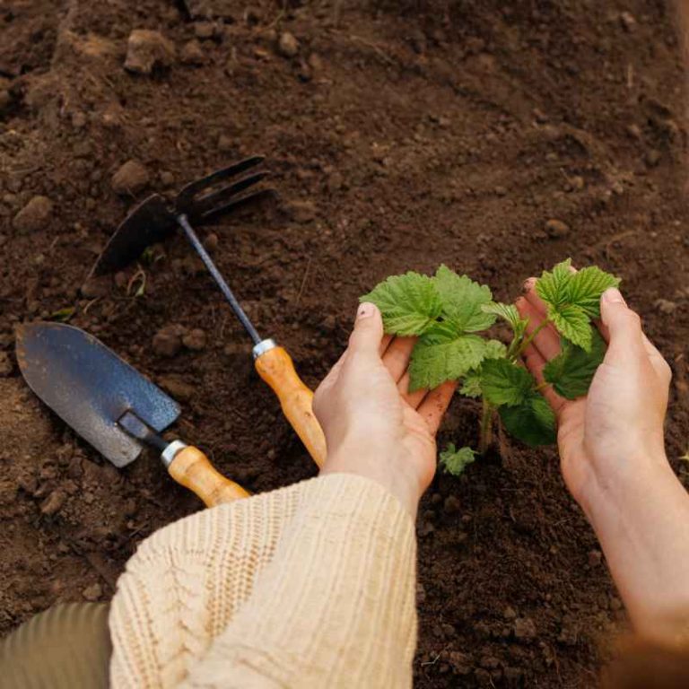 Which Soil Classification Tends To Be Cohesive And Includes Clay?