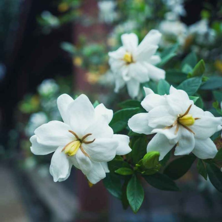 Why Gardenia Bonsai Flowers Fall Before Opening?