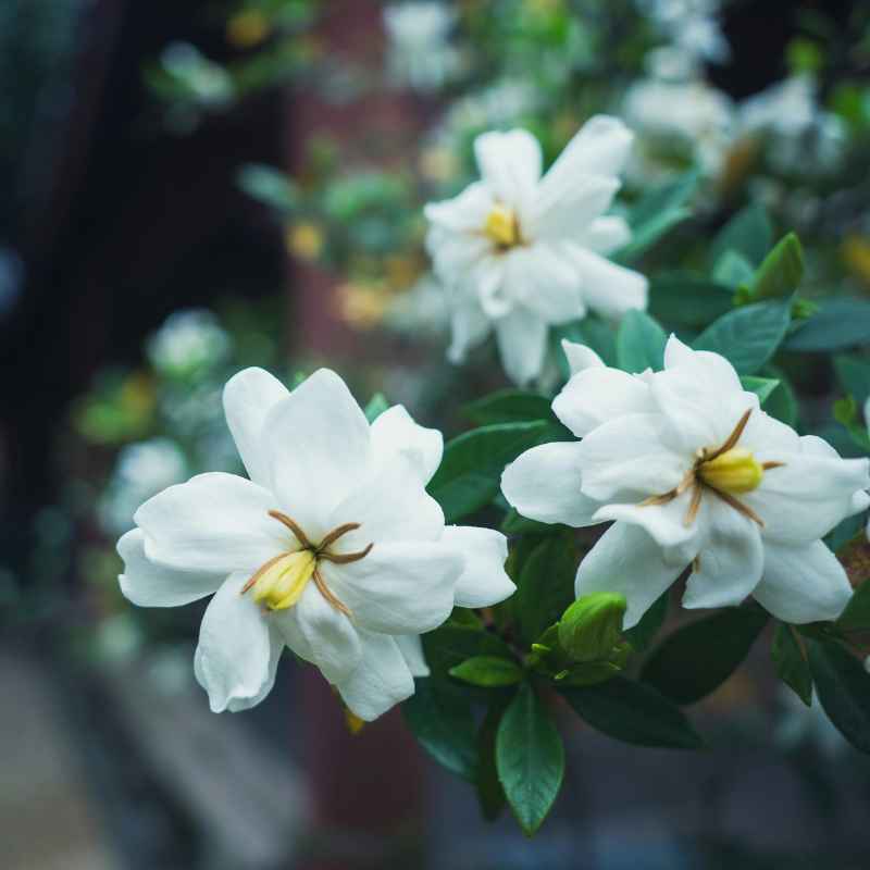 Why Gardenia Bonsai Flowers Fall Before Opening?