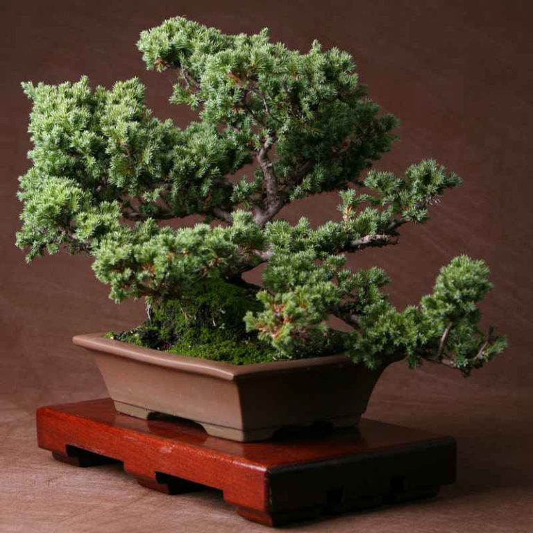 Why Is Itoyogawa Juniper Prized Over Kishu For Bonsai?