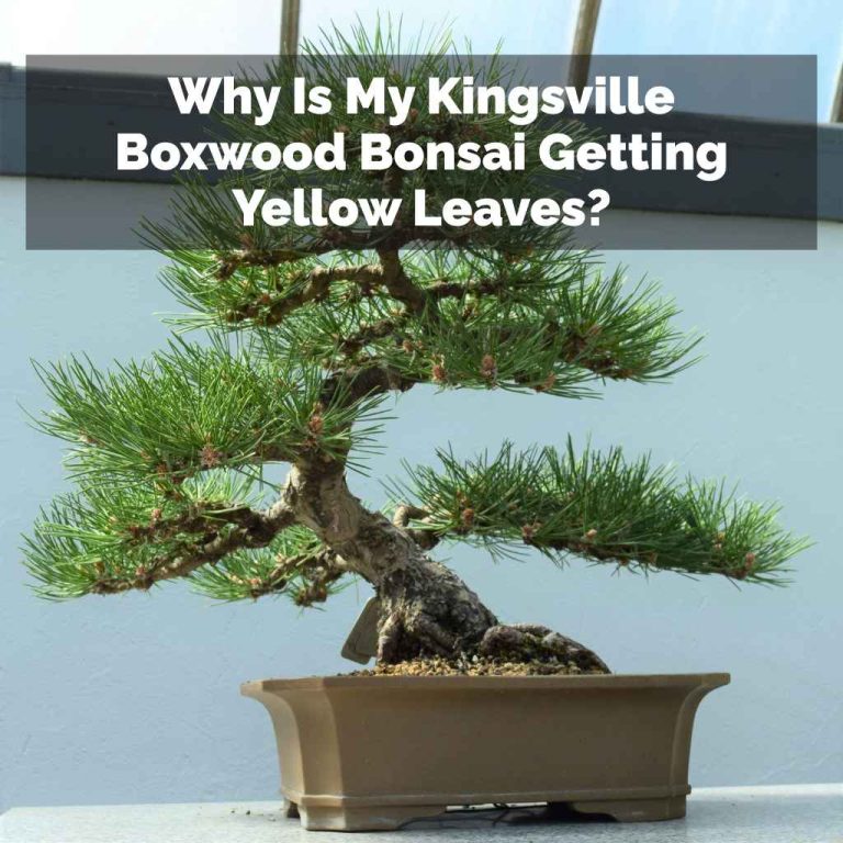 Why Is My Kingsville Boxwood Bonsai Getting Yellow Leaves