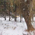 Are The Botanical Gardens In Skokie Open During Winter?
