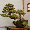Are There Any Juniper Or Cypress Bonsai That Grow Indoors?