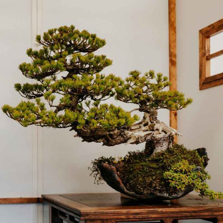 Are There Any Juniper Or Cypress Bonsai That Grow Indoors?